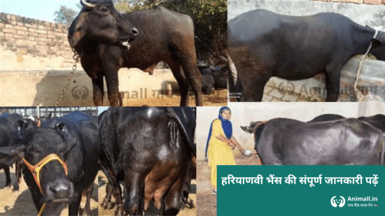 jaffrabadi buffalo